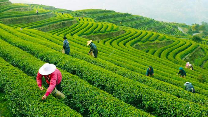 Thé vert organique de Jing de thé vert de forme incurvée long sautant le traitement